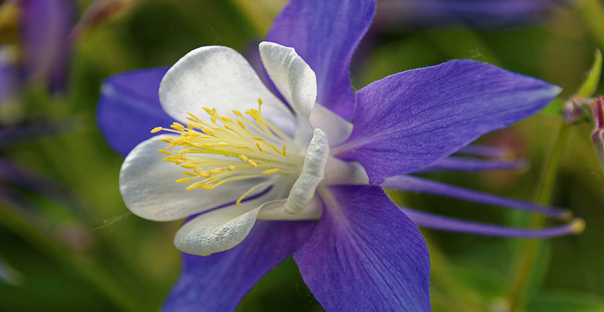 Growing columbine in your garden will attract a great plural of birds!