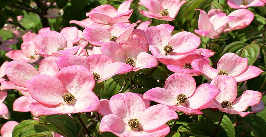 A dwarf dogwood tree can brighten up your small garden.