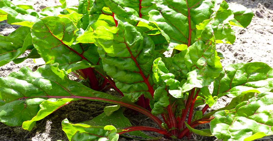 Small gardens make a perfect home for the leafy veggie, swiss chard. 