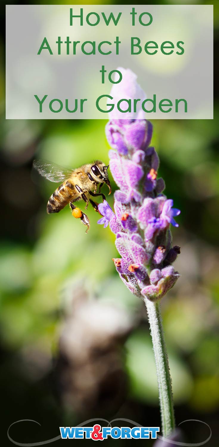 Attract bees to your garden using these quick tips and tricks!