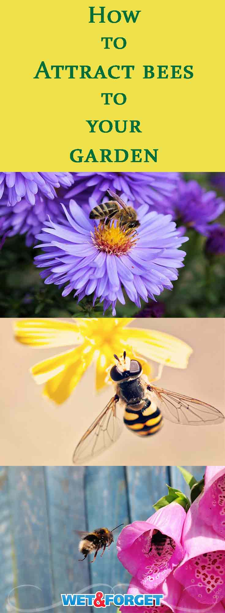 Bees are an essential part of the enviroment. They are the world's best pollinators and can help your garden grow in a variety of ways. Learn how to attract bees to your garden with these informative tips and ideas!