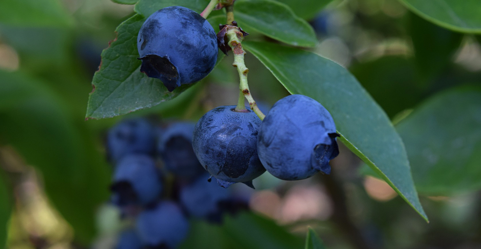 berry gardening tips