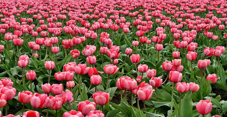 Tulips are often modified to have different colors and patterns. 