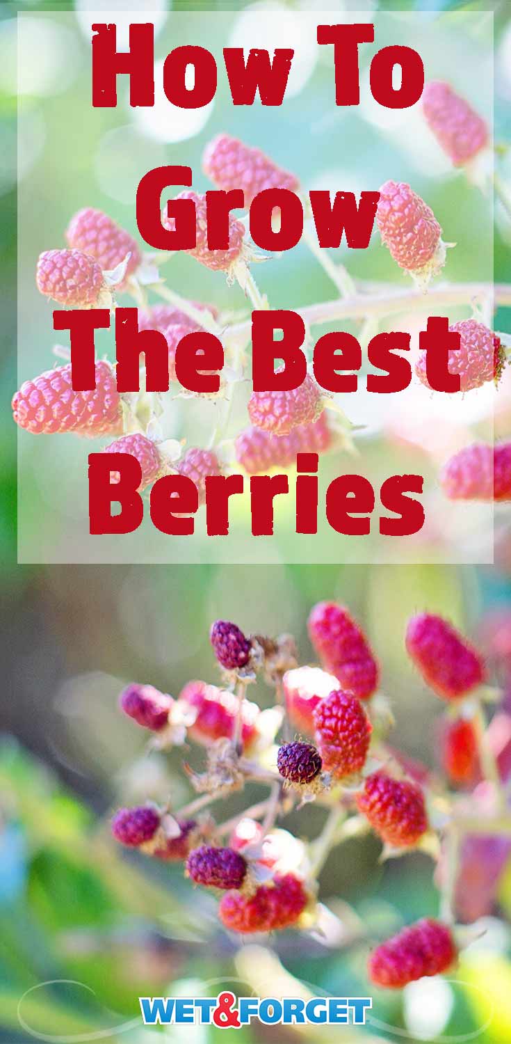Thinking of starting a berry garden? Learn the best tips and tricks to growing strawberries, raspberries, and blueberries!