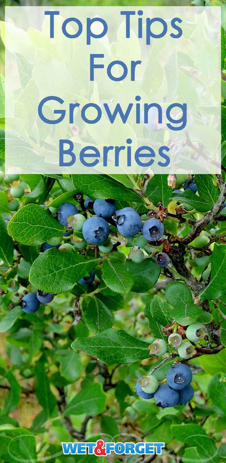 Berries are the top fruit flavors of the summer. Use these tips to help get your berry garden ready for the season!