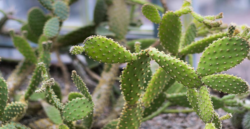 Grow your cactus indoors with our guide. 