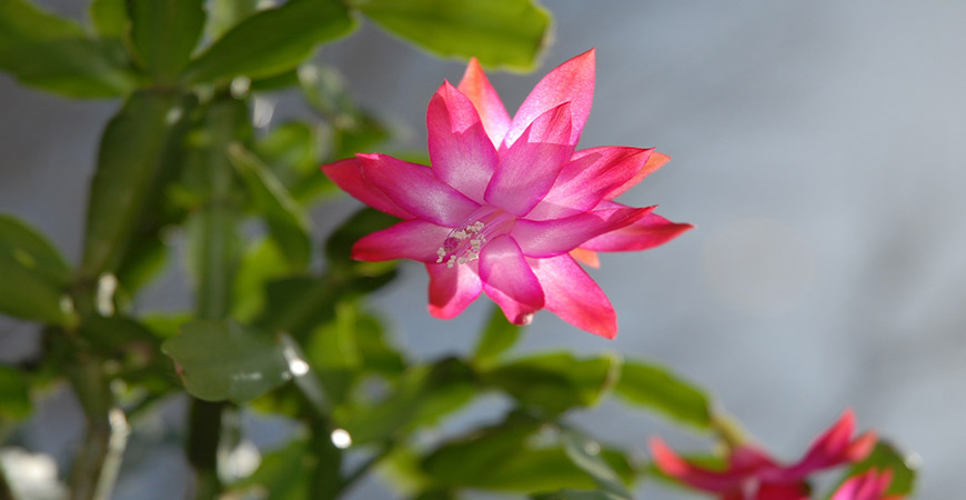 The Christmas cactus has beautiful blooms. 