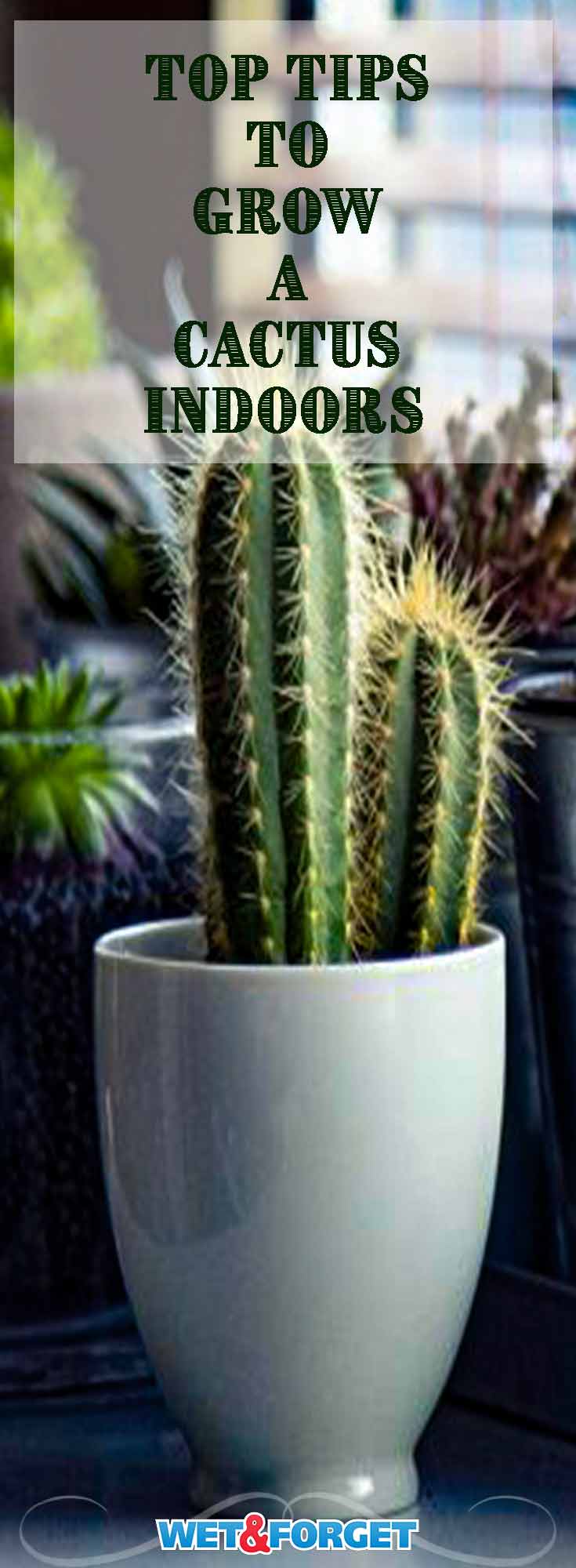 A small cactus is perfect to grow indoors! Learn about the best tips to keep your cactus in good shape indoors.