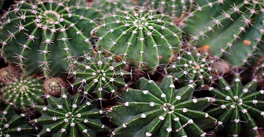Star cactus look very similar to sea urchin. 