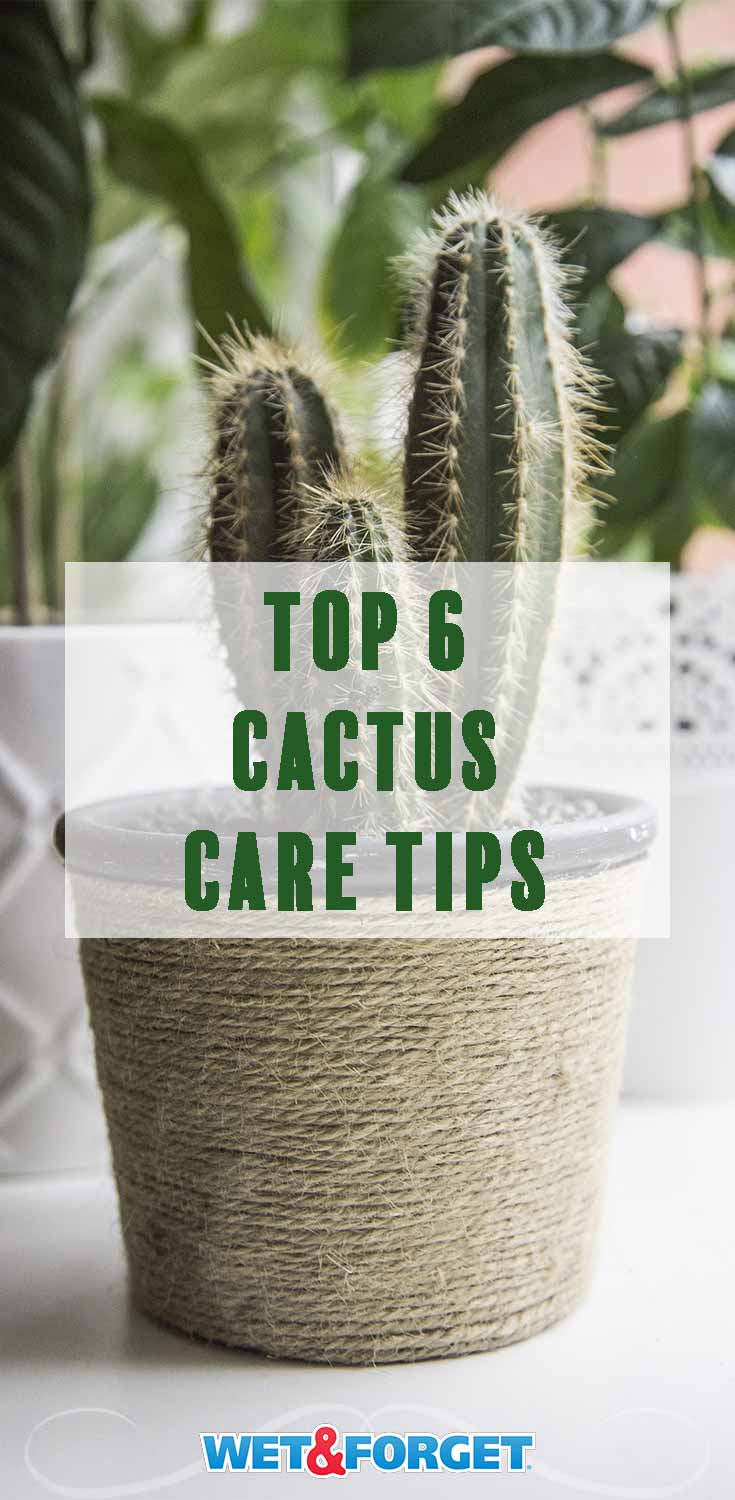 Keep your cactus thriving with these 6 clever care tips! 