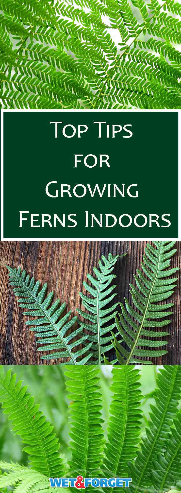 Ferns make beautiful indoor plants to decorate your home with. Bathrooms are a great location to keep ferns as mositure and humidity is very beneficial to these plants. Learn more about care and grow ferns from spores. 