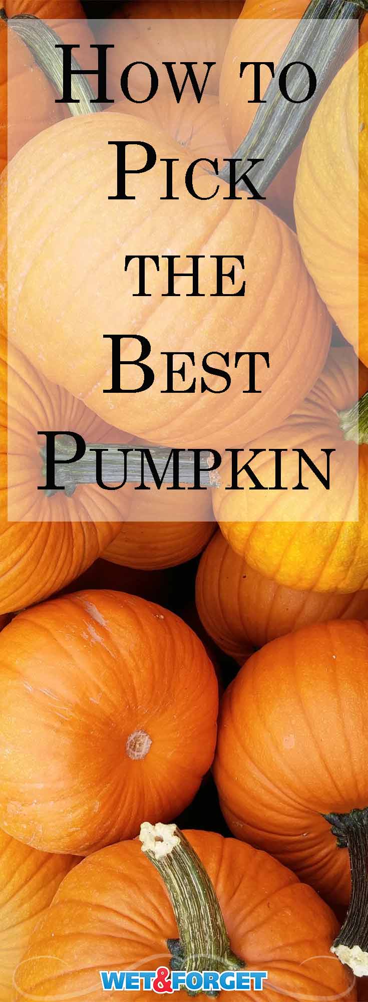 Pumpkins come in many shapes, sizes and colors. Use our guide to pick the best pumpkin for your needs! 