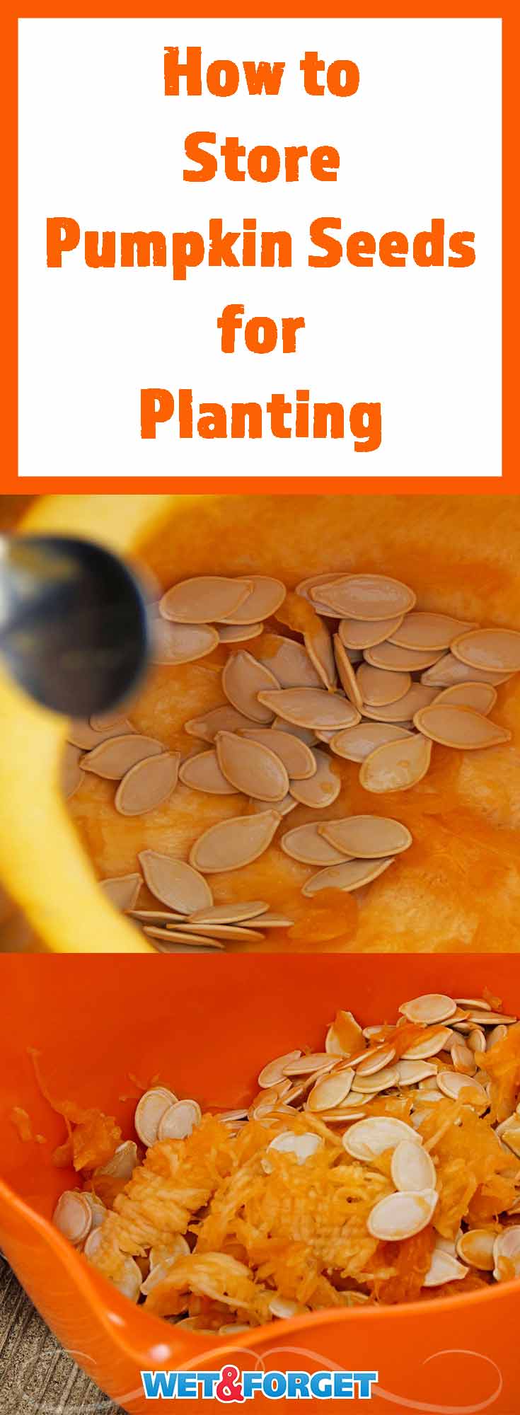 Save your pumpkin seeds after carving for planting! Use this easy method for storing pumpkin seeds for planting next year. 