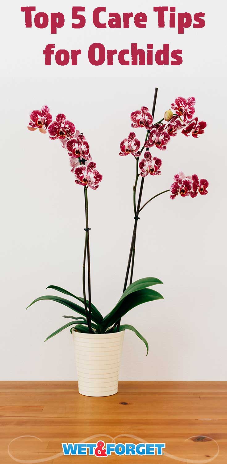 Keep your orchid healthy throughout the changing seasons with these top 5 tips! 