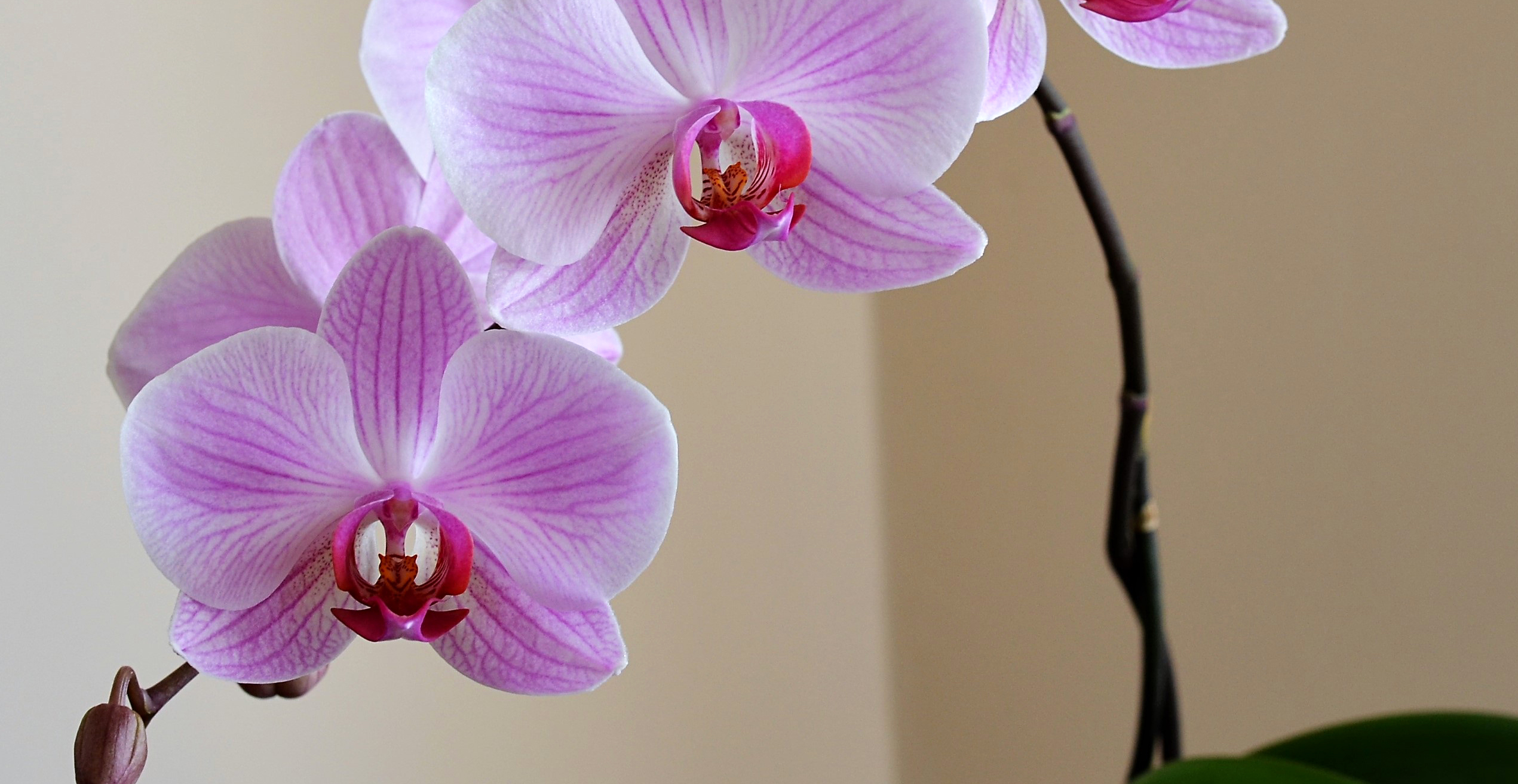 taking care of orchids