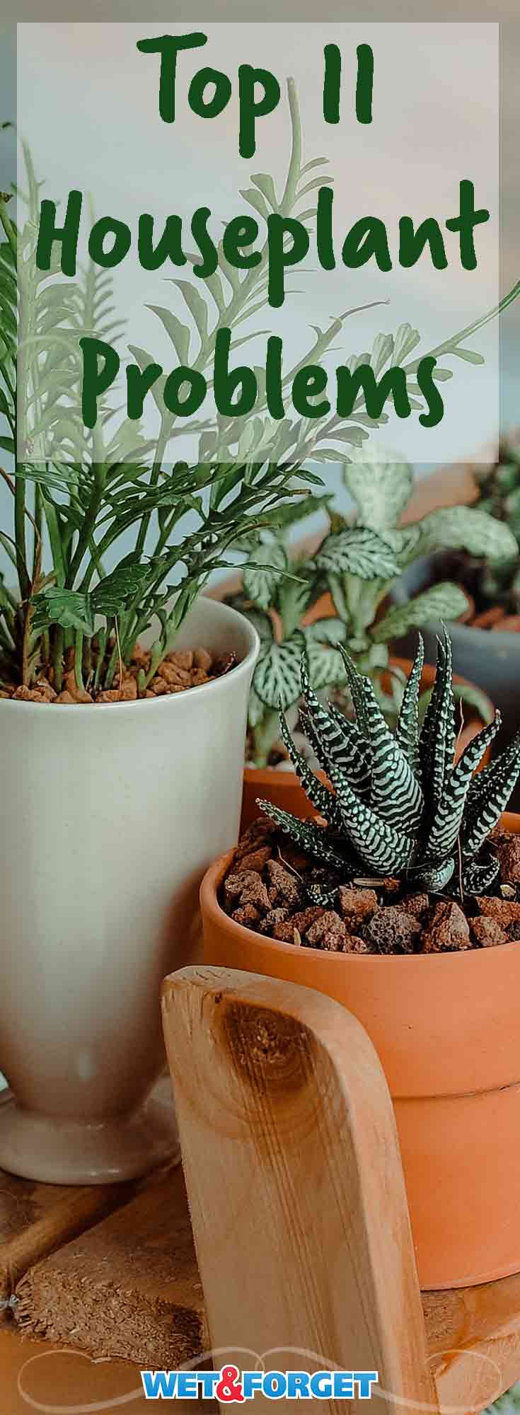 Discover what the most common houseplant problems are, learn how to identify them and fix them with our guide!