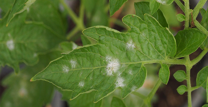 Powder white mildew is a common disease that can occur on houseplants. 