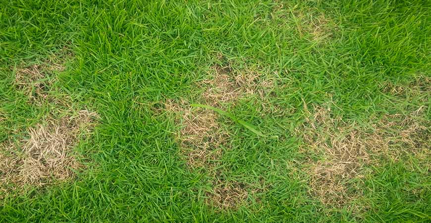 Brown grass is a sign of grass damaged by salt. 
