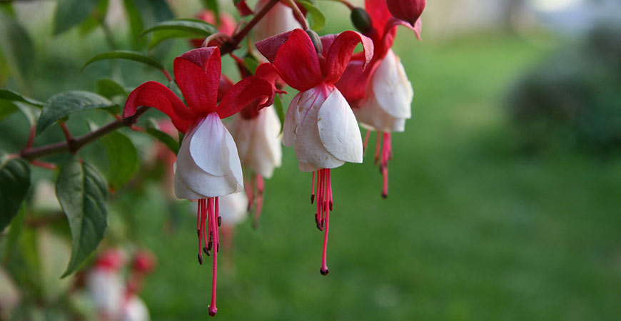 Decorate your front porch with fuchsia!