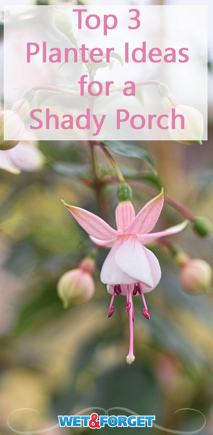 Stuck with a shady porch and not sure what to add to your planters? These flowers and plants are sure to thrive on your shaded porch!