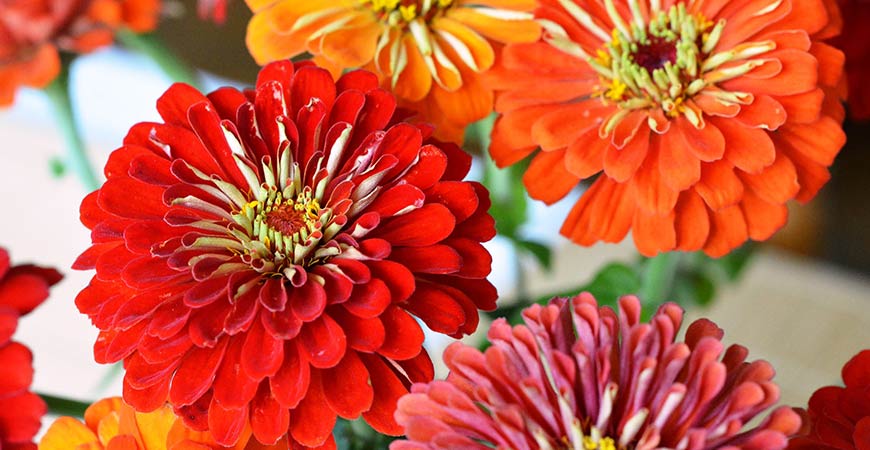 Zinnias come in a wide variety of bright colors.