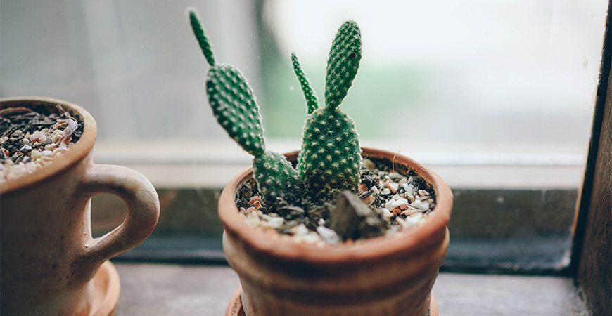 Add a bit of nature to your home with a cactus plant.