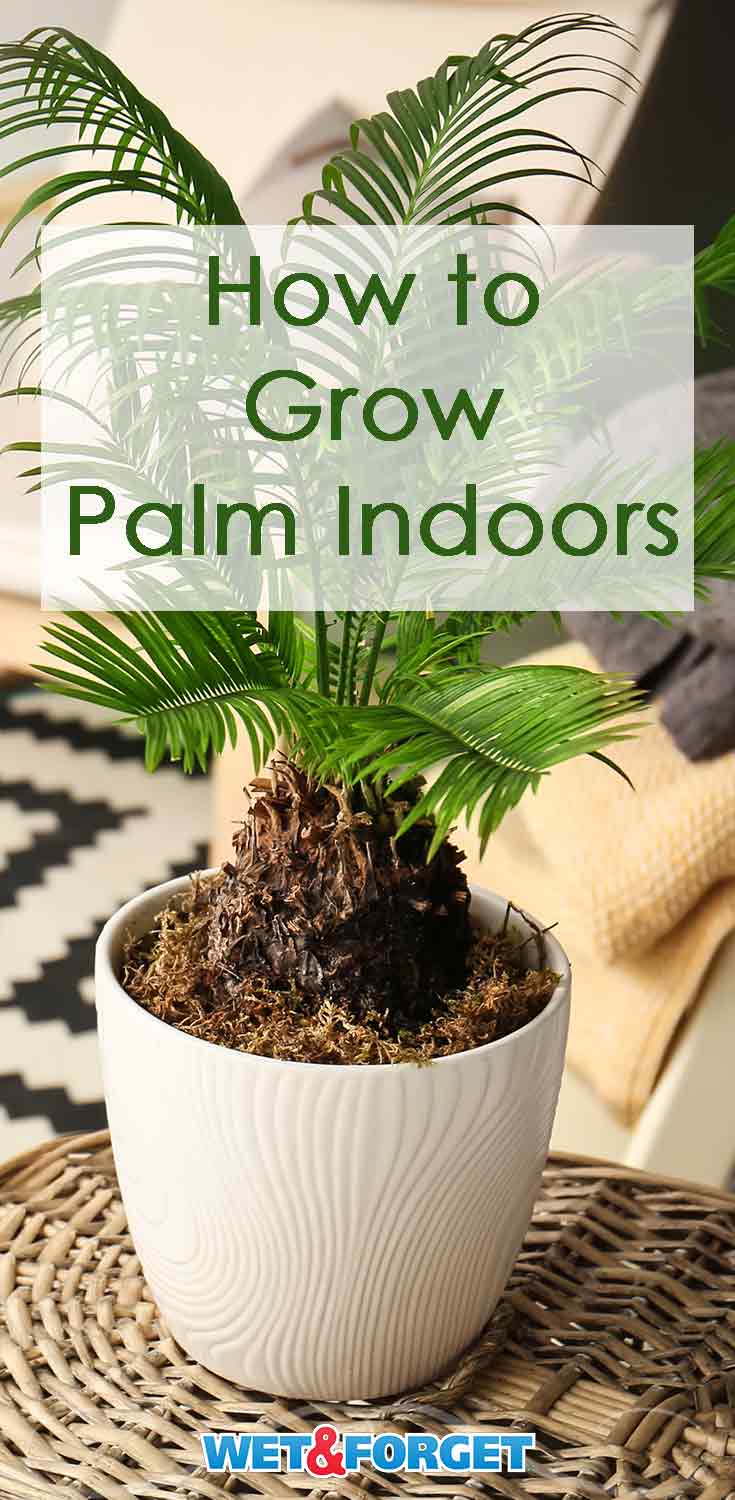 Palm comes in many different varieties. Give your home a tropical feel by growing palm inside with these easy steps!