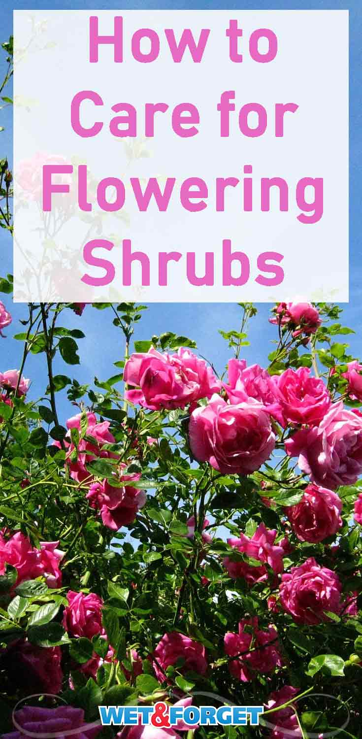 Learn the top tips and tricks for taking care of flowering shrubs!