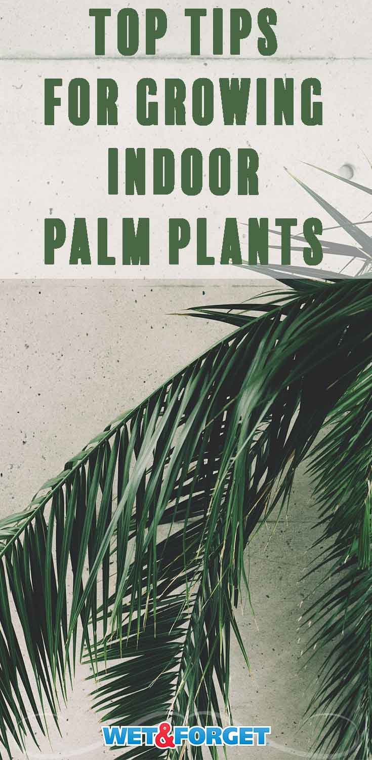Thinking of adding a palm plant to your home? Follow these easy tips to keep your palm plant healthy and strong!