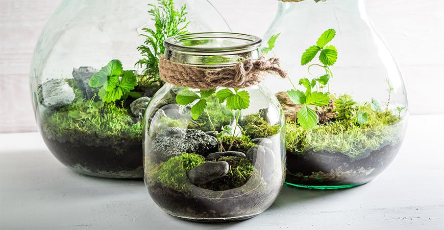 Add moss to your terrarium.