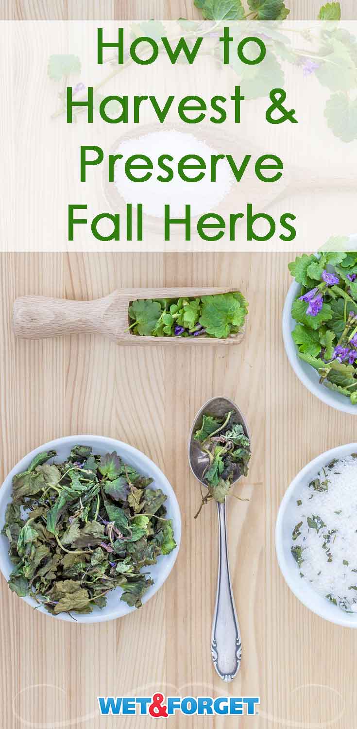Discover the easiest ways to harvest and preserve your favorite herbs this fall!