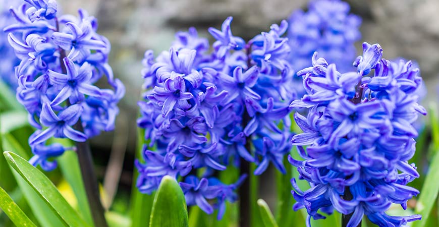 Blue Jacket Hyacinth are sure to brighten your garden
