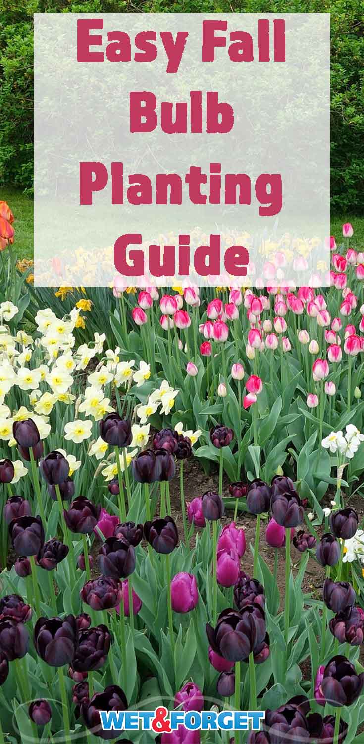 Discover the best methods for planting bulbs this fall with our guide!