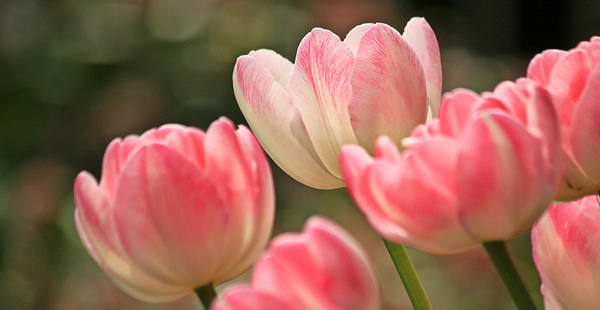 The two-toned foxtrot tulip.