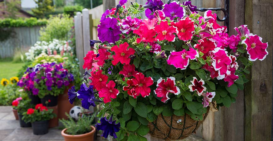 Pick the most suitable flowers for your hanging planter