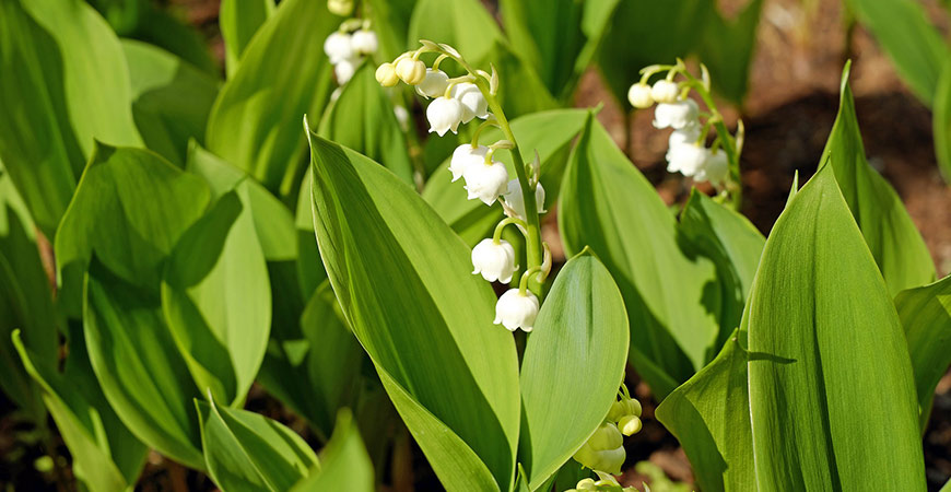 Lily of the valley perennial
