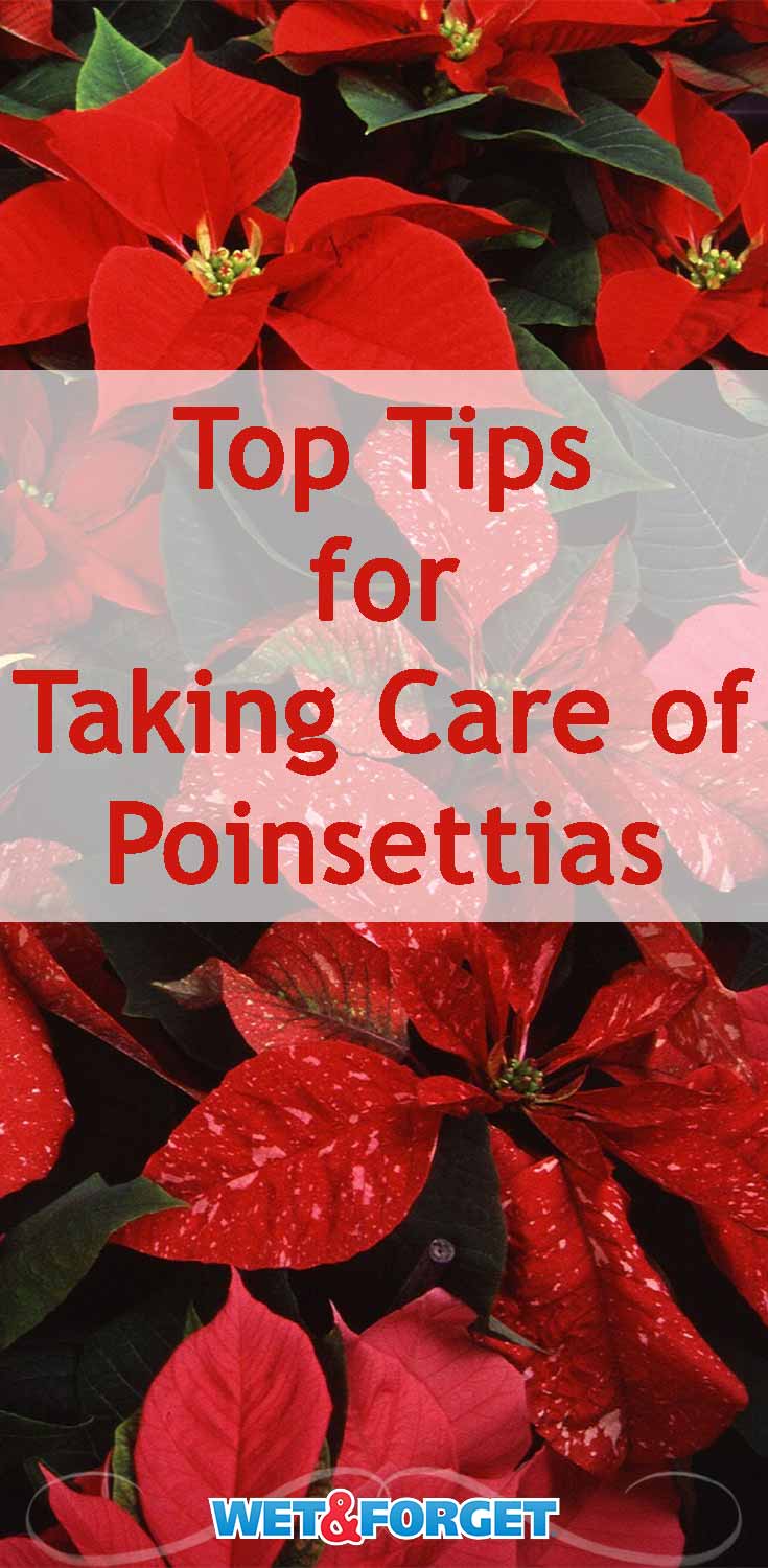 Keep your poinsettias healthy throughout the holiday season with our helpful tips!