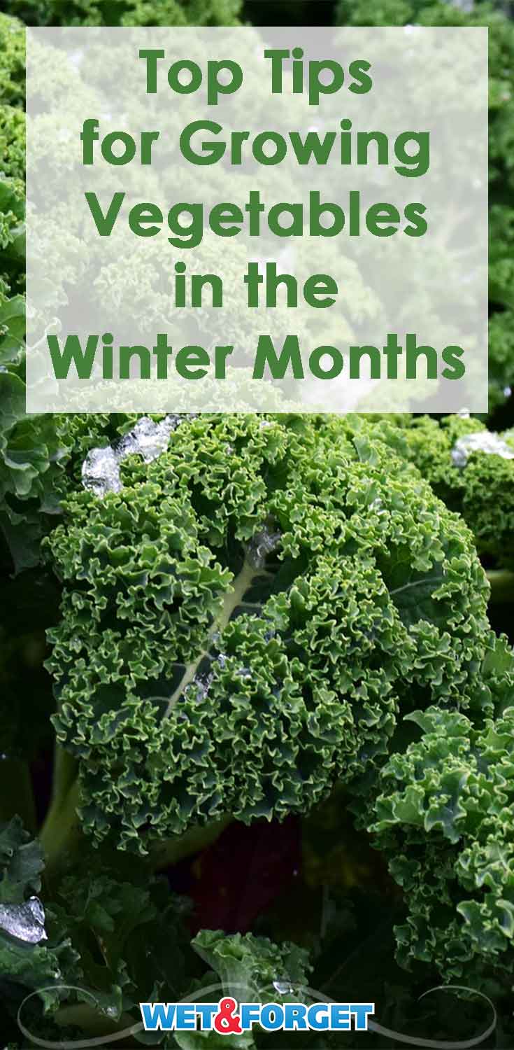 Learn how to grow vegetables in the winter and create your own DIY hoop house!