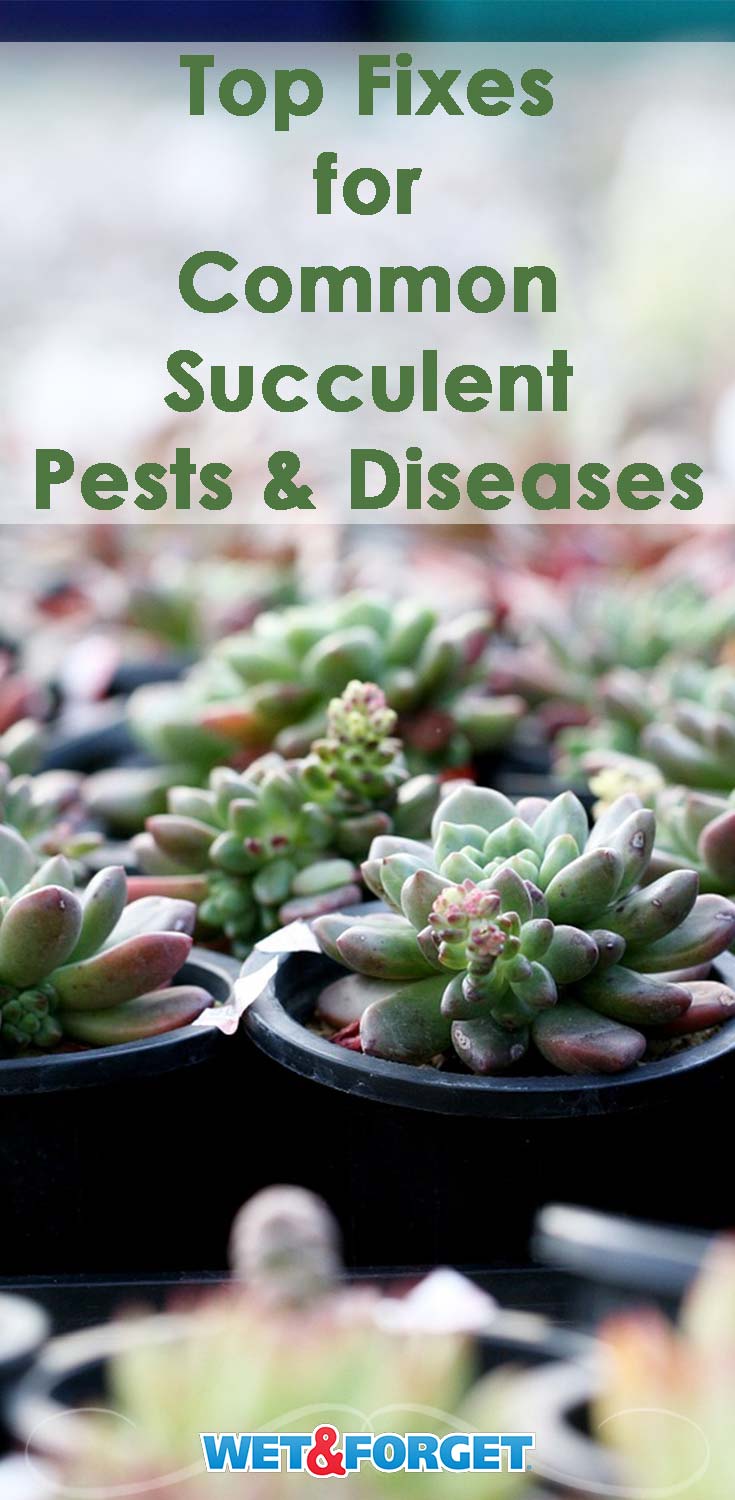 Is your succulent looking a little under the weather? Discover the most common succulent pests and diseases and how to rid your succulent of them!