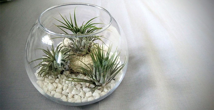 Air plants can be potted in a variety of ways. 