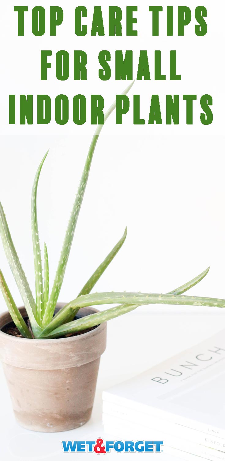 Discover the top tips about caring for your small indoor plants with our helpful guide!