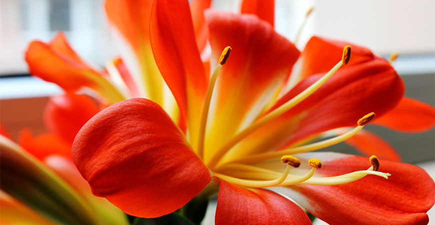 Brighten your home with Clivia!