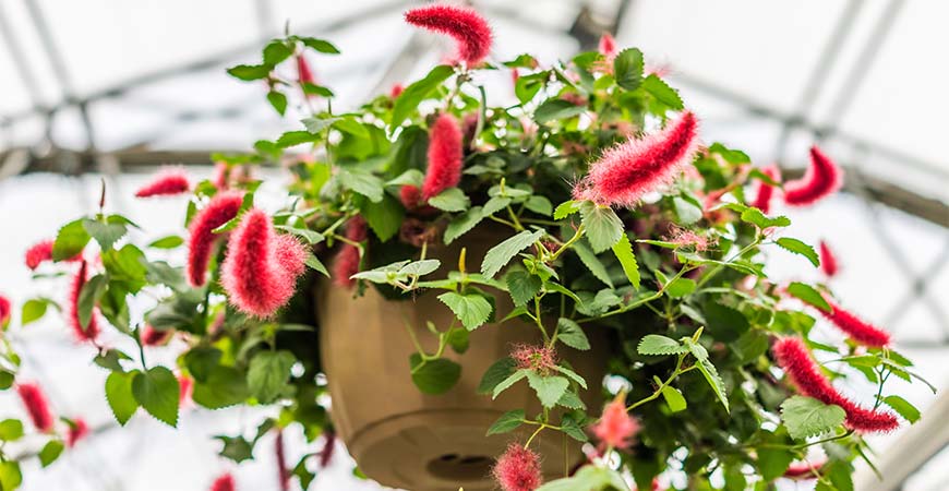 The Chenille plant looks great in a hanging planter