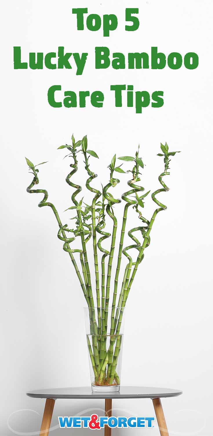 Learn how to keep your lucky bamboo healthy and strong with our top care tips!