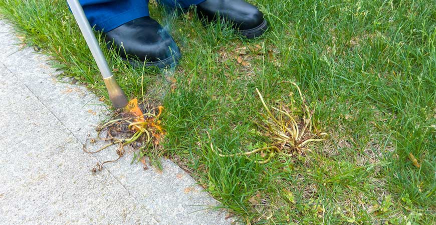 Remove weeds with torching