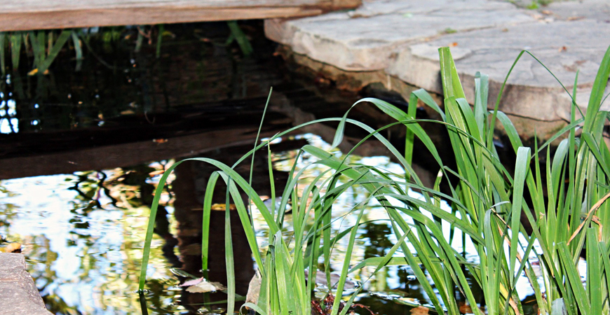 water plants for ponds