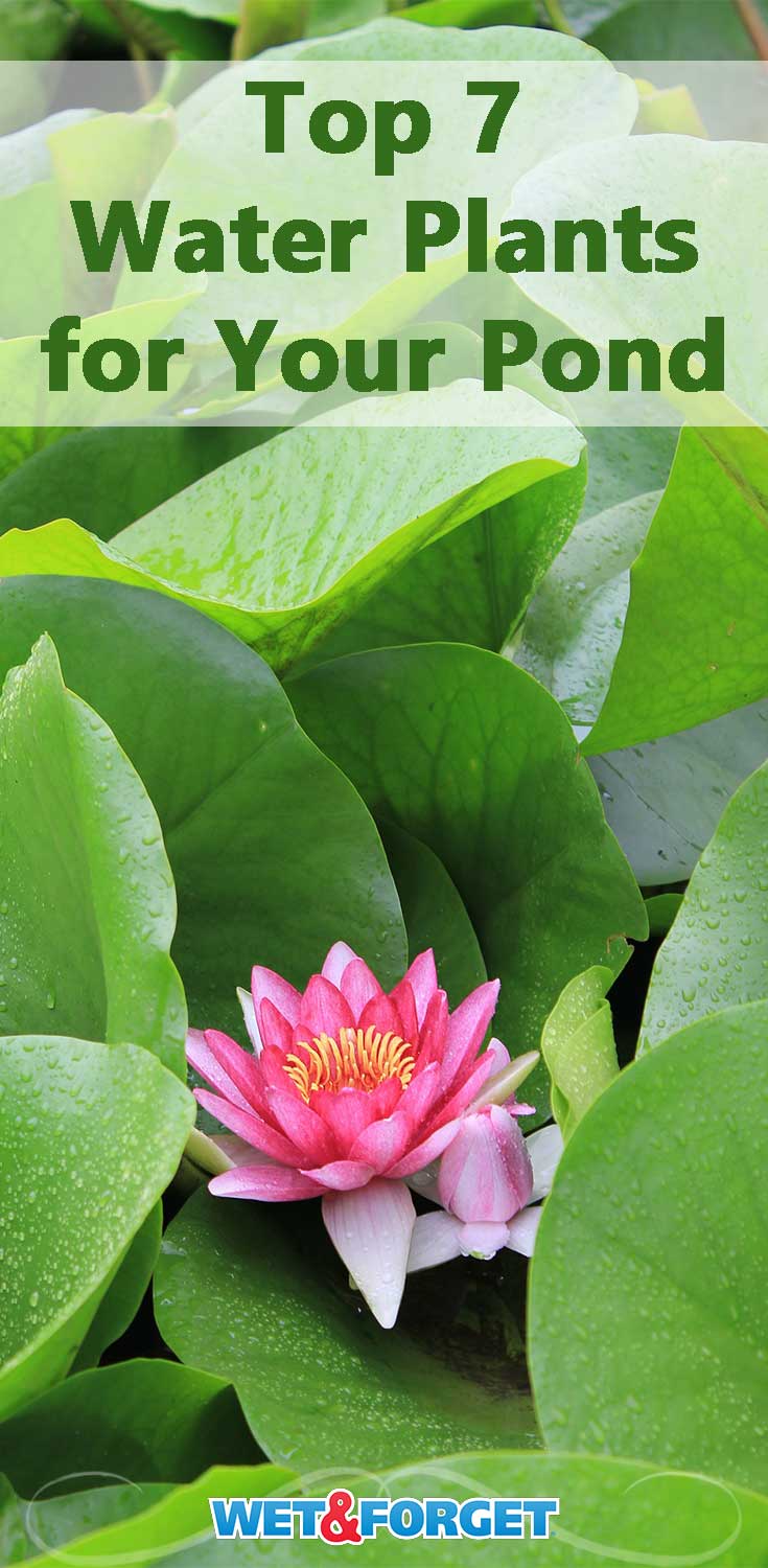 Add more flora to your pond with one of these 7 plants that thrive around waterways!